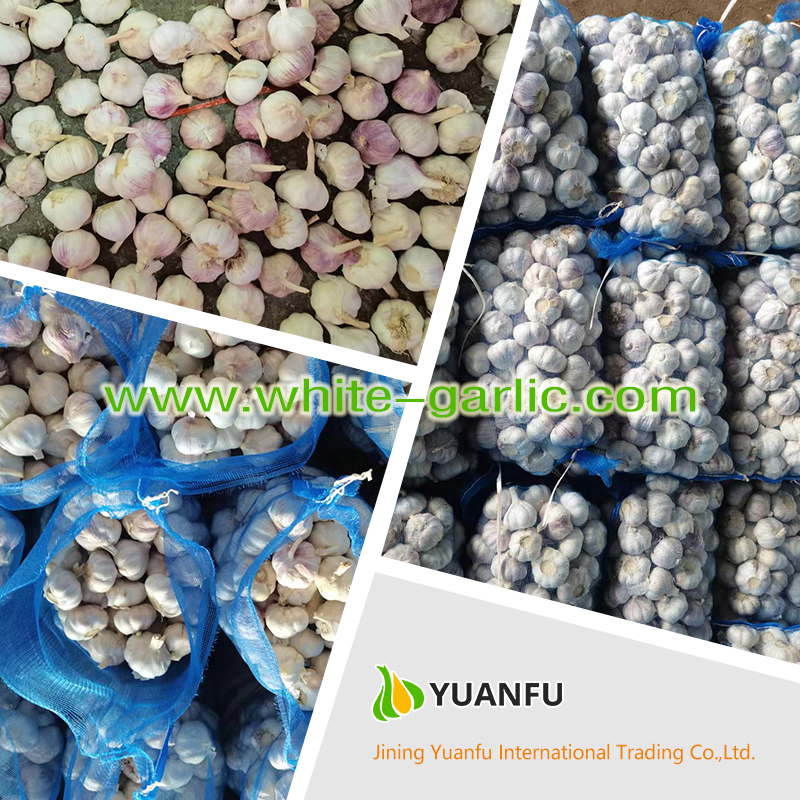 garlic suppliers garlic suppliers